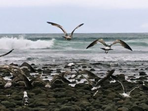 Trestles Beach Birds Western Gull Flying
