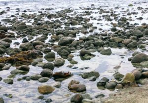 Trestles Beach Birds rocky shore tidal pools