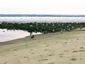 Trestles Beach Birds western gull brown pelican