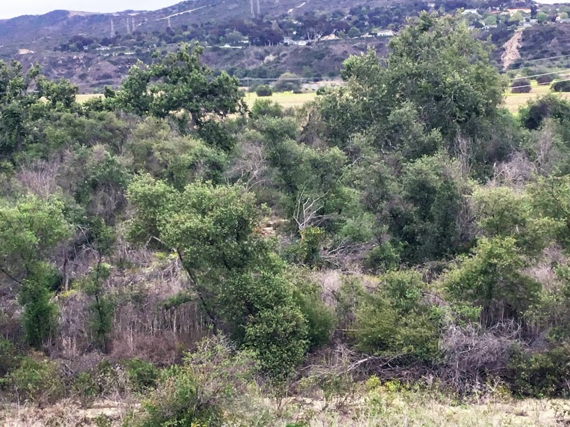 Coastal Sage Scrub Beach Trail Trestles