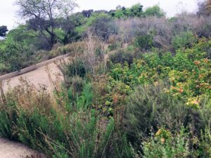 Coastal Sage Scrub Beach Trail Trestles