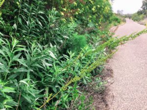 Plants sticking out on Trestles Beach Trail