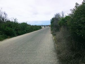 Trestles Beach Trail Near End