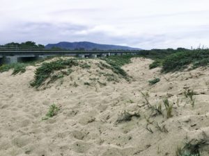 Trestles Dunes salt grass ice plant