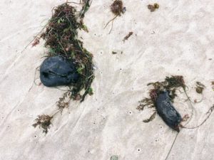 California Black Sea Hare Trestles