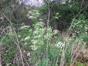 Poison Hemlock Trestles Beach Trail