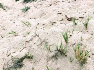 Salt Grass Trestles Dunes