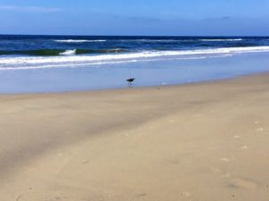 Shorebird Black's Beach sandy shore ocean