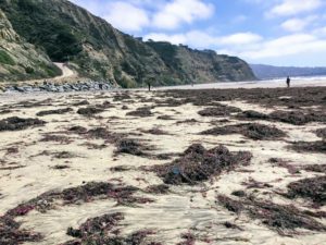 South Blacks Beach seaweed on sand