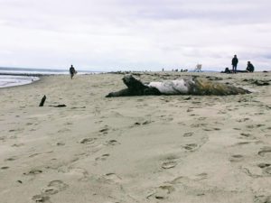 Surfing Trestles driftwood tree on beach