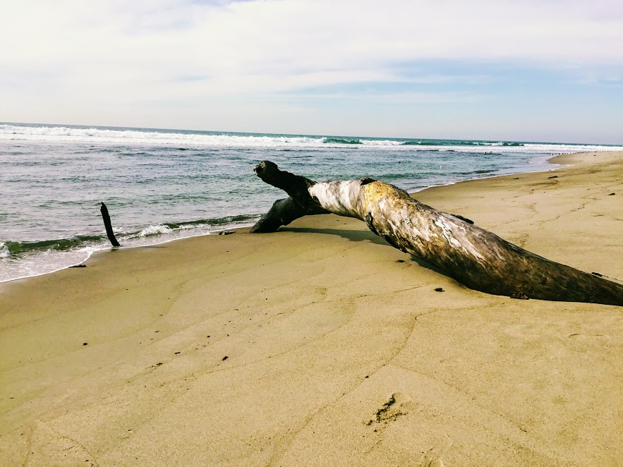 Exploring Trestles Beach Trail San Diego Beach Secrets