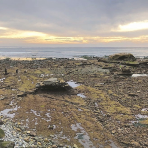 Bird Rock 1 31 22 low tide pools