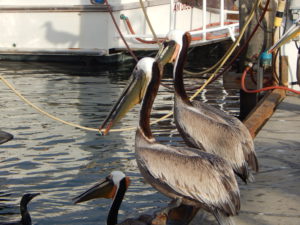 Brown Pelicans San Diego Harbor