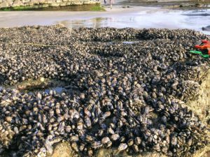 California Mussels Swamis San Diego Tide Pools