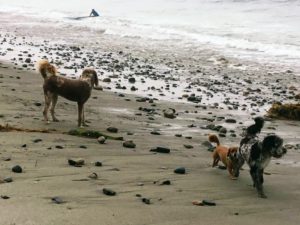 Dogpatch Beach 1 three dogs beach ocean surfer