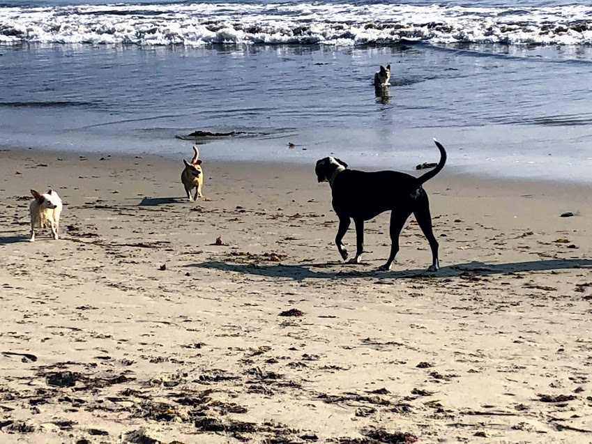 dogs dogpatch beach san onofre state beach