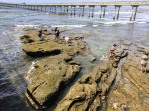 Ocean Beach Tide Pools San Diego Tide Pools