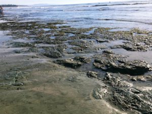 San Elijo Tide Pools close up view