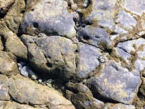 Sea Anemones South La Jolla Shores Tide Pools