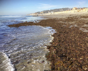 Seaweed Pile Torrey Pines State Beach