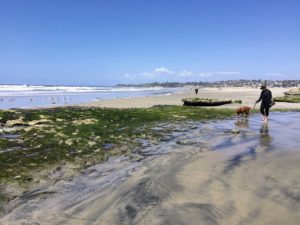 South Cardiff State Beach Tide pools woman dog