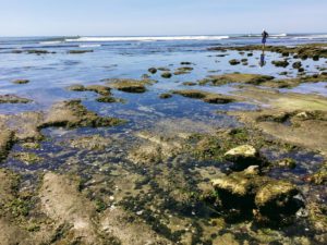 Terramar Tide Pools San Diego Tide Pools