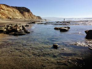 Torrey Pines Shallow Reef near Flat Rock Beach