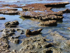 Torrey Pines State Beach Tidepools close up