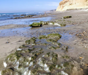 Torrey Pines Reef close up on beach