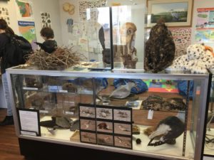 Bird Display Case inside nature center