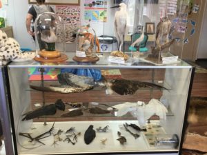 Bird Display Case inside nature center