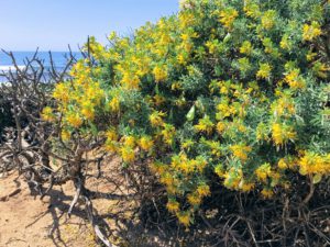 Bladderpod plant san diego beach pictures