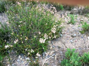 California buckwheat san diego beach pictures