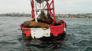 California Sea Lions lying on buoy