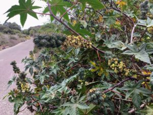 Castor Bean Plant san diego beach pictures