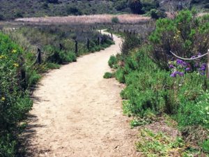 Cattails-Batiquitos-Lagoon-Trail