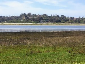 Nesting Sites Batiquitos Lagoon Trail