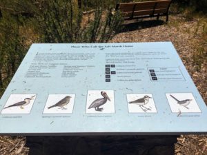 Salt March Birds Batiquitos Lagoon Trail