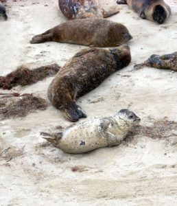 Baby harbor seals La Jolla Childrens Pool