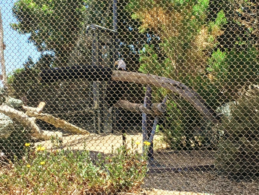 Bald Eagle Living Coast Discovery Center