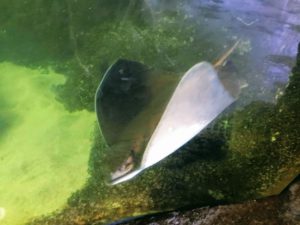 Bat Ray Living Coast Discovery Center