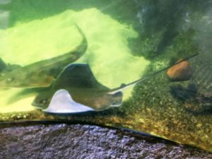 Bat Ray Shovelnose Guitarfish display tank