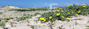 Beach Evening Primrose South Ponto Beach