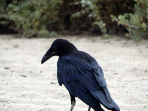 Beach Raven San Diego Beach Pictures