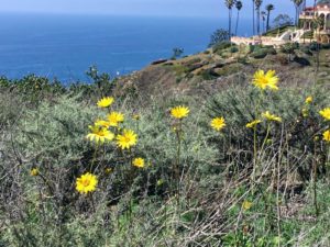 Biodiversity Trail Coast View Coastal reserve la jolla