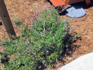 Black Sage aqua hedionda lagoon discovery center