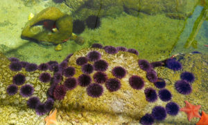 CA sea urchins san diego sea world