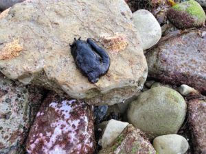 California black sea hare Cabrillo National Monument