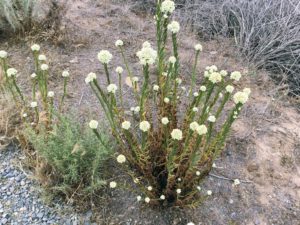 California Buckwheat san diego beach pictures