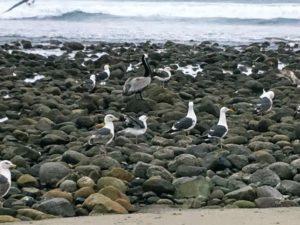 California Gulls rocky shore waves background
